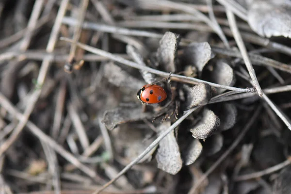 Gros Plan Une Coccinelle Sur Cône Tombé Par Terre — Photo