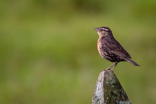 Ptak Siedzący Stosie Pastwisku — Zdjęcie stockowe
