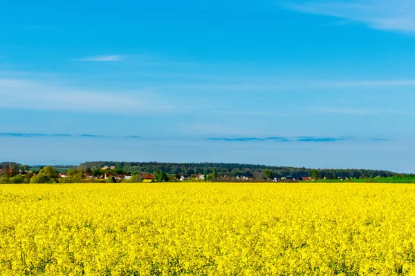 Belo Tiro Campo Colza Amarelo Primavera — Fotografia de Stock