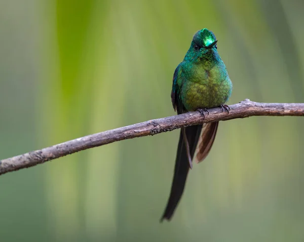 Hosszúfarkú Kolibri Vízszintes Ágon — Stock Fotó