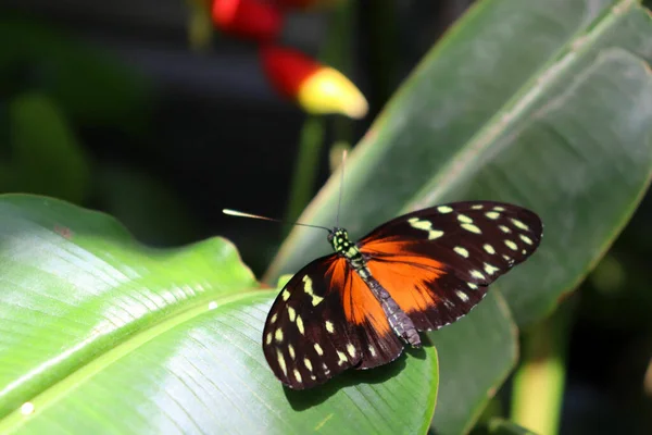 Ένα Κοντινό Πλάνο Μιας Πεταλούδας Του Μίλκγουιντ Ένα Πράσινο Φύλλο — Φωτογραφία Αρχείου