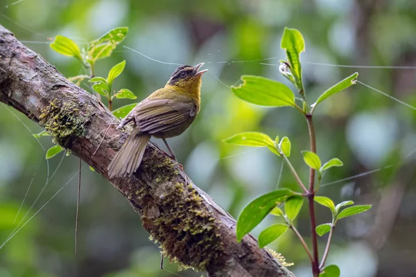 Śpiew Ptaków Gałęzi Drzewa Mglistym Lesie — Zdjęcie stockowe