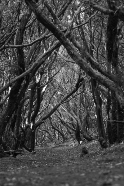Chemin Travers Les Bois Avec Des Arbres Bas — Photo