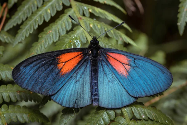 Fjärilen Vilar Ormbunken Natur Från Sydamerika Colombia — Stockfoto