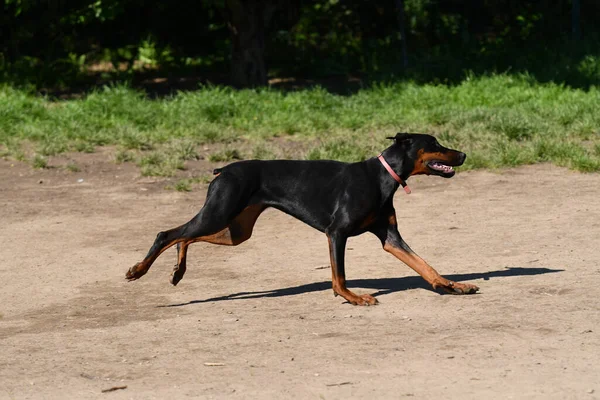 Genç Bir Doberman Köpeği Sabahın Köründe Parkta Koşuyor — Stok fotoğraf