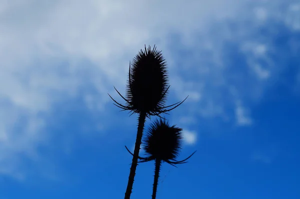 Silhouettes Fruit Heads Wild Teasel Stormy Blue White Sky Dry — Stock Photo, Image