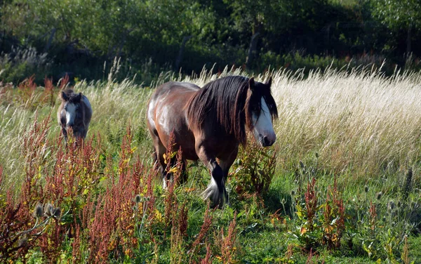 Ein Paar Pferde Auf Einer Weide — Stockfoto