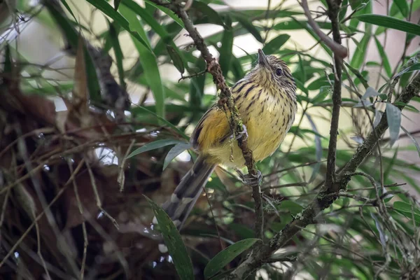小而烦躁的小鸟在森林里觅食 — 图库照片