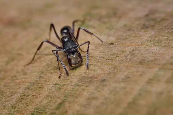 Ant Carrying Drop Water Its Claws Nature South America Colombia — Stock Photo, Image