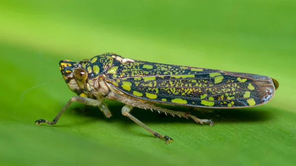 Kleine Grüne Und Blaue Insekten Tarnen Sich Mit Einem Baumblatt — Stockfoto