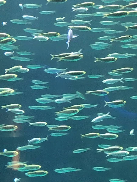 Many Small Fish Swim Circles Lighted Aquarium Fish Tank — Stock Photo, Image
