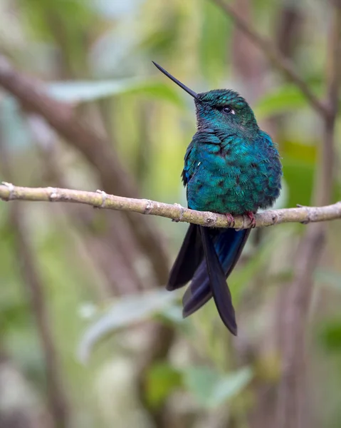 Colibrí Gigante Descansando Sobre Una Rama — Foto de Stock