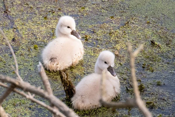 湖で泳いでいる赤ちゃんの白鳥のクローズアップショット — ストック写真