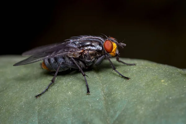 Fliege Sitzt Auf Einem Blatt Und Schwarzem Hintergrund Fauna Aus — Stockfoto