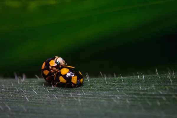 葉の間に平和的に2匹のカブトムシが交尾する 南アメリカ コロンビアの自然 — ストック写真