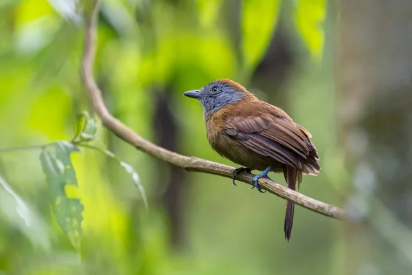 Female Antbird Perched Calmly Branch Search Food — Stock Photo, Image