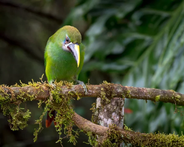 Toucan Shlíží Dolů Mechem Naplněné Tyče — Stock fotografie