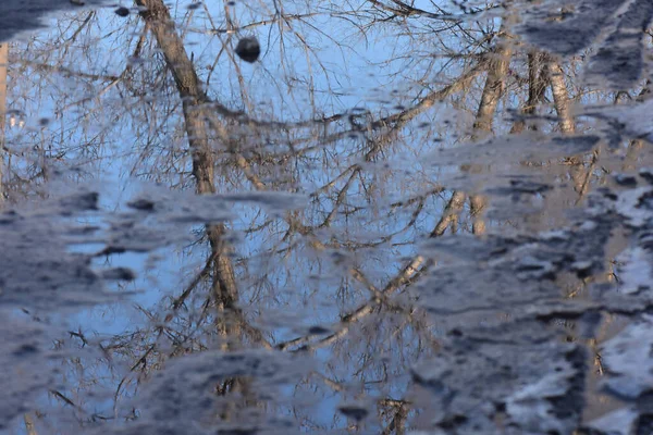 Die Reflexion Kahler Bäume Zugefrorenen Fluss — Stockfoto