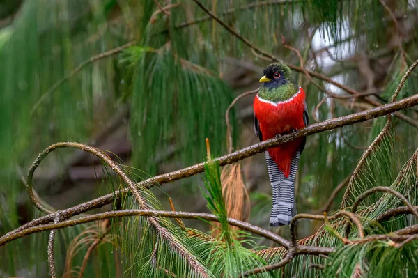 Trogon Bonito Colorido Empoleirado Pinheiro — Fotografia de Stock