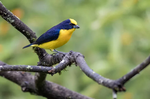 Pequeno Pássaro Azul Amarelo Empoleirado Galho Seco — Fotografia de Stock