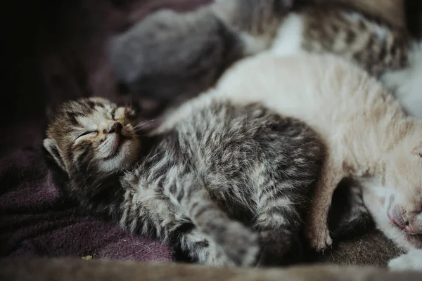 Twee Steno Katten Die Met Elkaar Spelen — Stockfoto