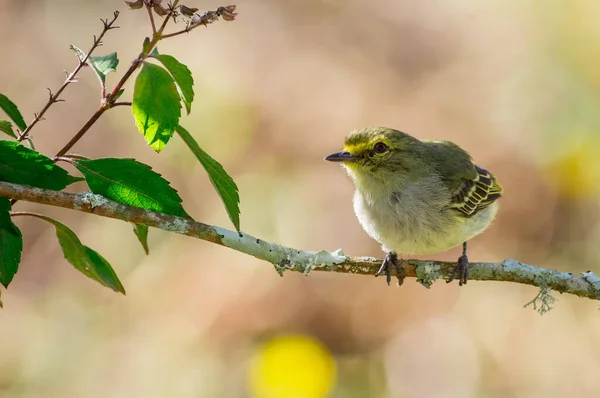 Pássaro Amarelo Olhando Para Cima Com Belo Bokeh Fundo — Fotografia de Stock