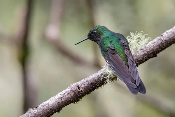 Colibrí Mirando Desde Una Rama Árbol —  Fotos de Stock