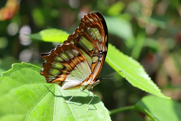 Detailní Záběr Motýla Milkweed Zeleném Listu Ostrově Mainau Bodamském Jezeře — Stock fotografie