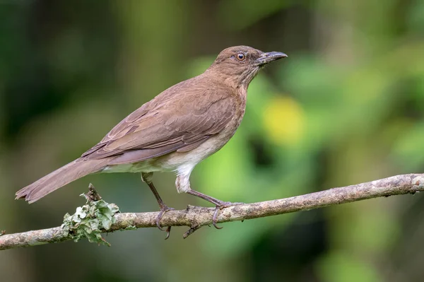 Porträt Einer Amsel Auf Einem Ast Mit Pilzen — Stockfoto