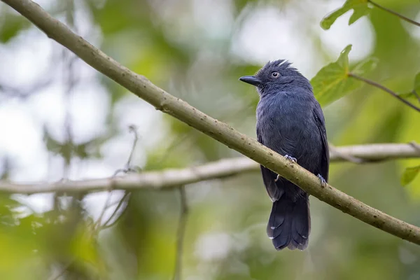 Liten Svart Fågel Uppflugen Grenarna Ett Träd Tittar Vänster — Stockfoto