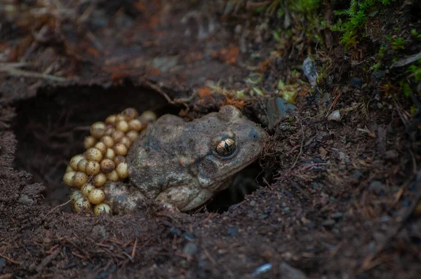 Eine Hebammenkröte Der Natur — Stockfoto