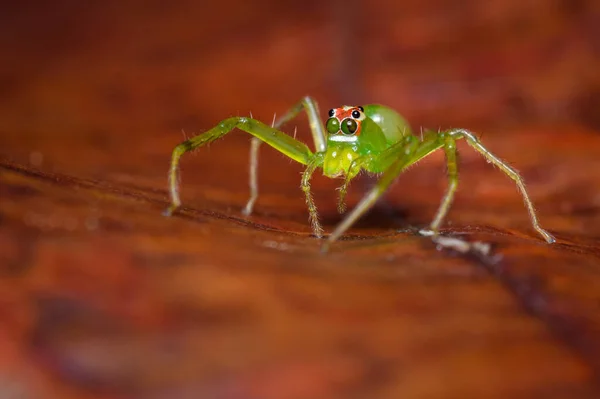 Green Spider Red Leaf Nature South America Colombia — Stock Photo, Image