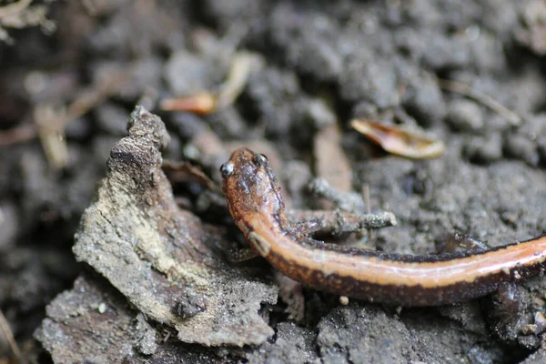 Primer Plano Una Salamandra Respaldo Rojo Suelo Bosque —  Fotos de Stock