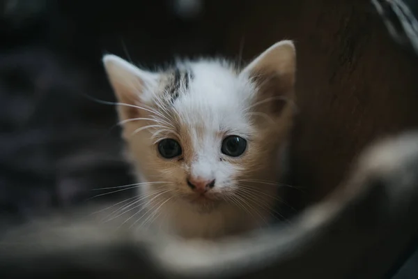 かわいい白い子猫のクローズアップ — ストック写真