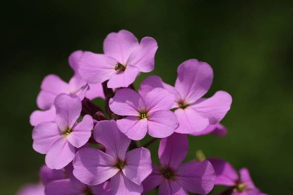 Zbliżenie Ujęcie Kwitnących Kwiatów Hesperis — Zdjęcie stockowe