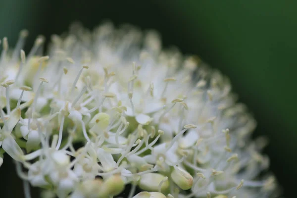 Detailní Záběr Detailů Bílém Květu — Stock fotografie