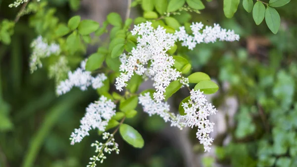 Closeup Shot Small Wildflowers — Stock Photo, Image