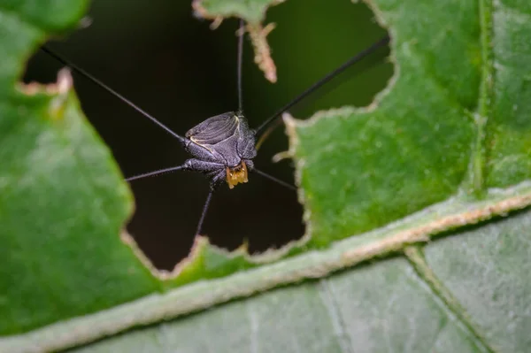 Spinne Versteckt Sich Hinter Einem Baumblatt Fauna Aus Südamerika Kolumbien — Stockfoto