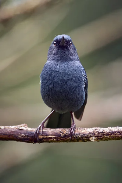 Zwarte Vogel Kijkt Recht Vooruit — Stockfoto