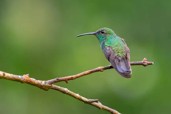 Portret Kolibra Tyłu Patrząc Ciekawie Gałęzi — Zdjęcie stockowe