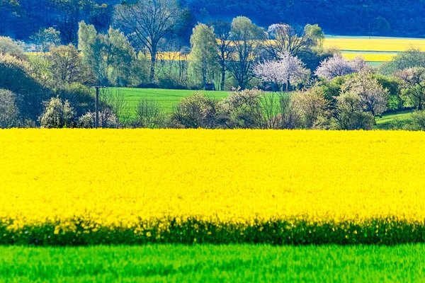 Beautiful Shot Yellow Rapeseed Field Spring — Stock Photo, Image