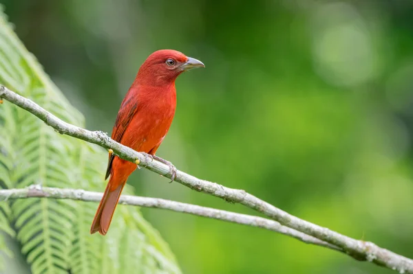 Red Tanager Perched Small Branches Carefully Surrounding Environment — Stock Photo, Image