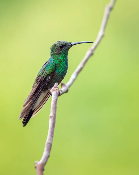Zielony Koliber Siedzący Pionowej Gałęzi Ładnym Tłem — Zdjęcie stockowe