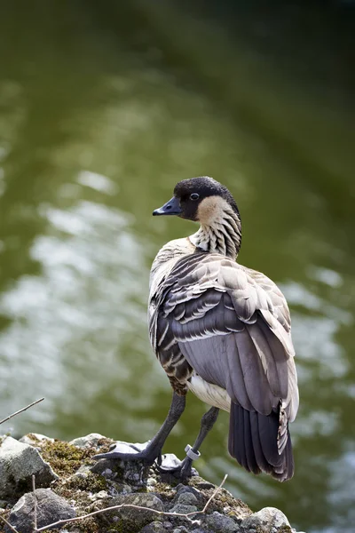 Natur Vattenfågel Hawaiiansk Gås Naturparken Schweiz — Stockfoto