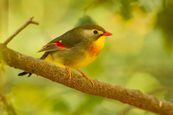 一种红嘴的莱奥里克斯红茶鸟 喙红色 栖息在树枝上 — 图库照片