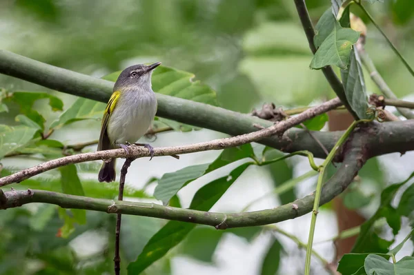 Μικροσκοπικό Flycatcher Αναζήτηση Τροφής Από Ένα Μικρό Κλαδί — Φωτογραφία Αρχείου