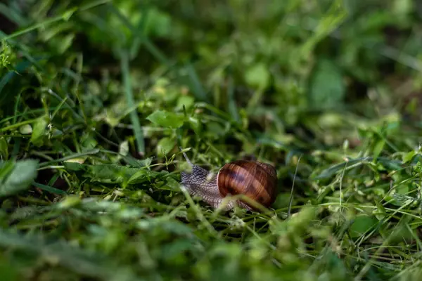 Primo Piano Una Lumaca Terra Foglie Verdi Nel Terreno Della — Foto Stock