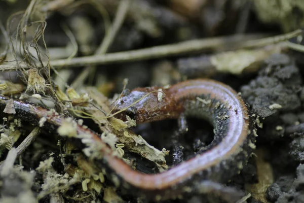 Een Close Shot Van Een Rode Back Salamander Een Bosbodem — Stockfoto