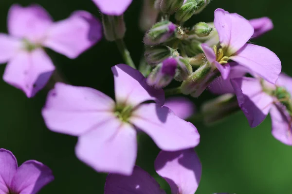 Eine Nahaufnahme Blühender Hesperis Blumen — Stockfoto
