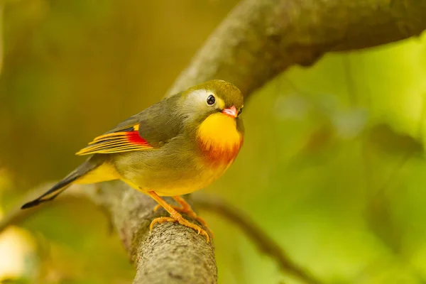 Leiothrix Lutea Pták Červeným Zobákem Usazený Větvi — Stock fotografie